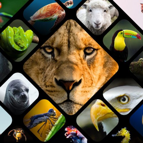 animals